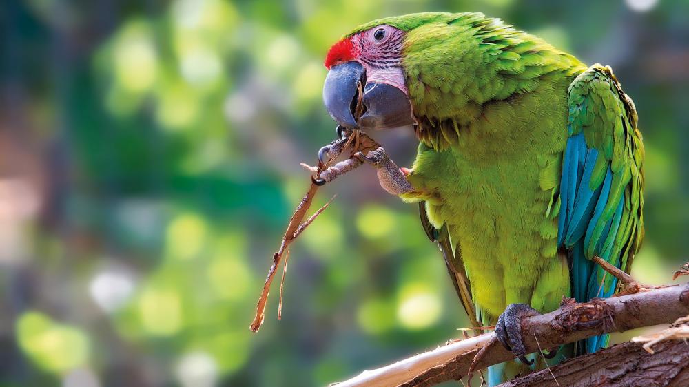 lp aves (3)