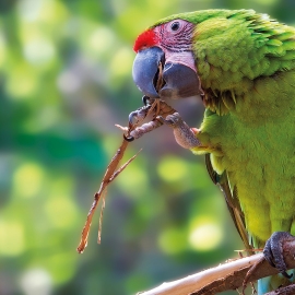 lp aves (3)