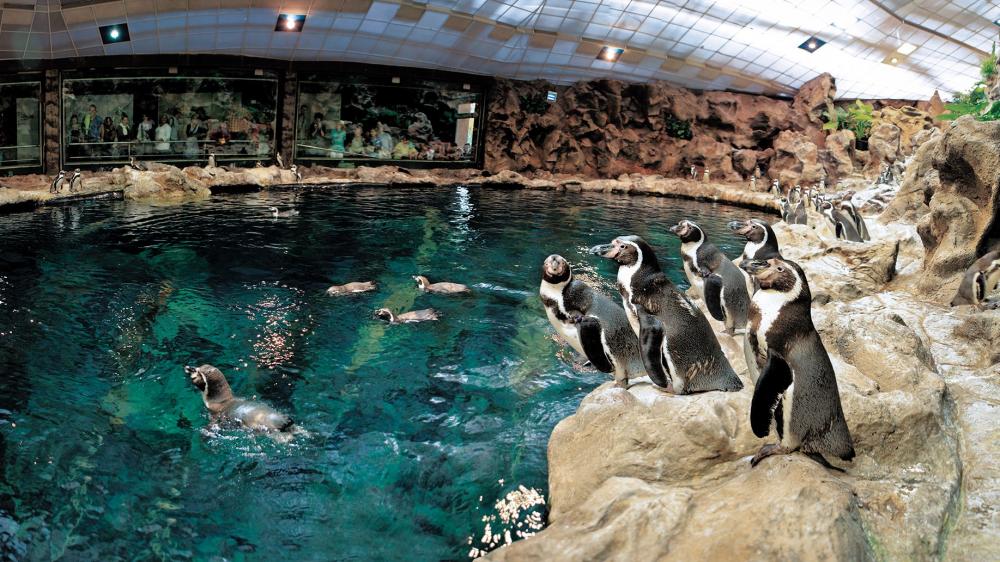 lp pinguinos2