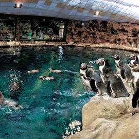 lp pinguinos2
