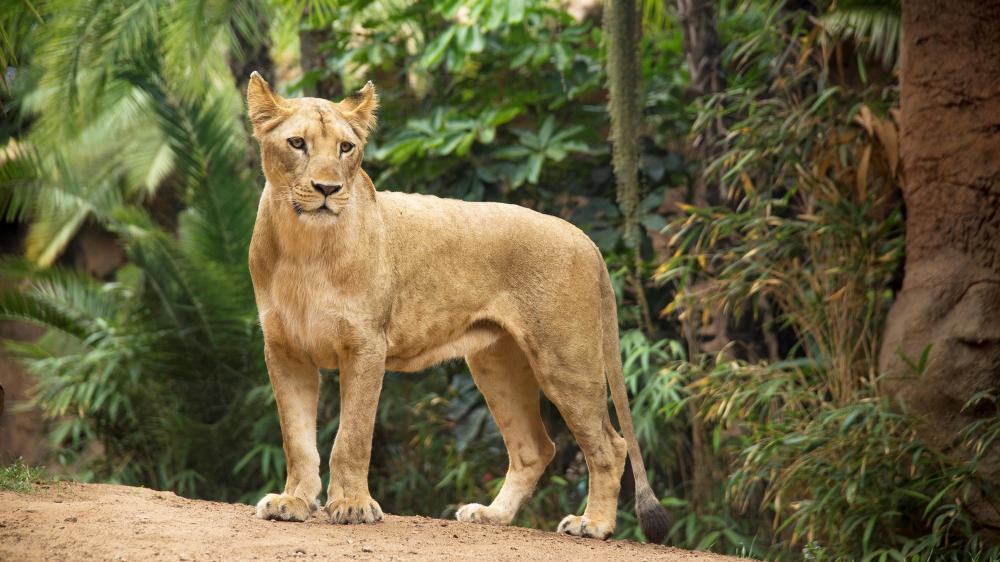 loro parque leones 3
