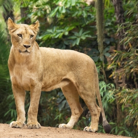 loro parque leones 3