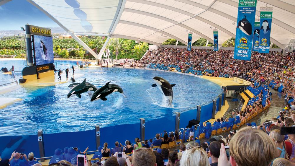 lp orcas (2)