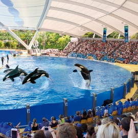 lp orcas (2)