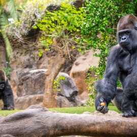 loro parque gorilas