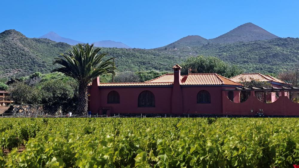 viñedo