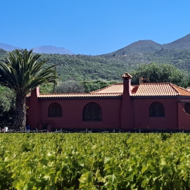 viñedo