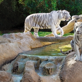 lp tigres