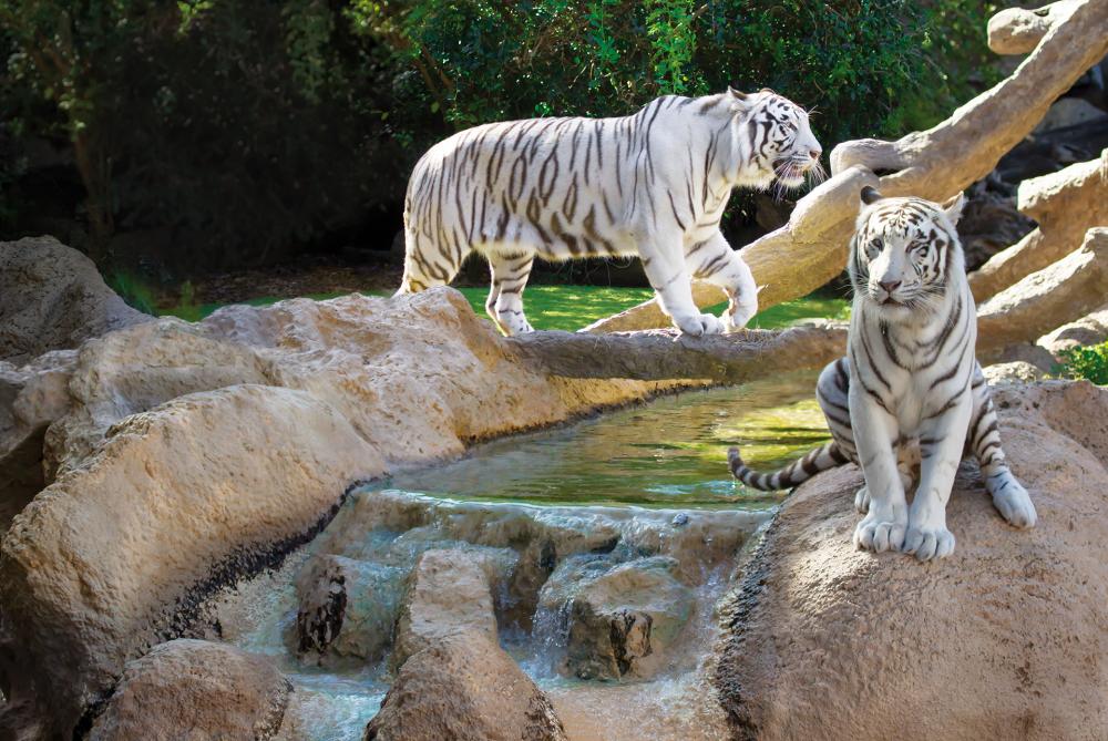 lp tigres