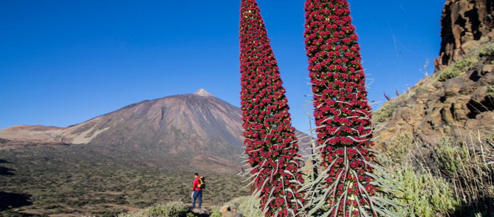 Teide-6