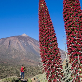 Teide-6