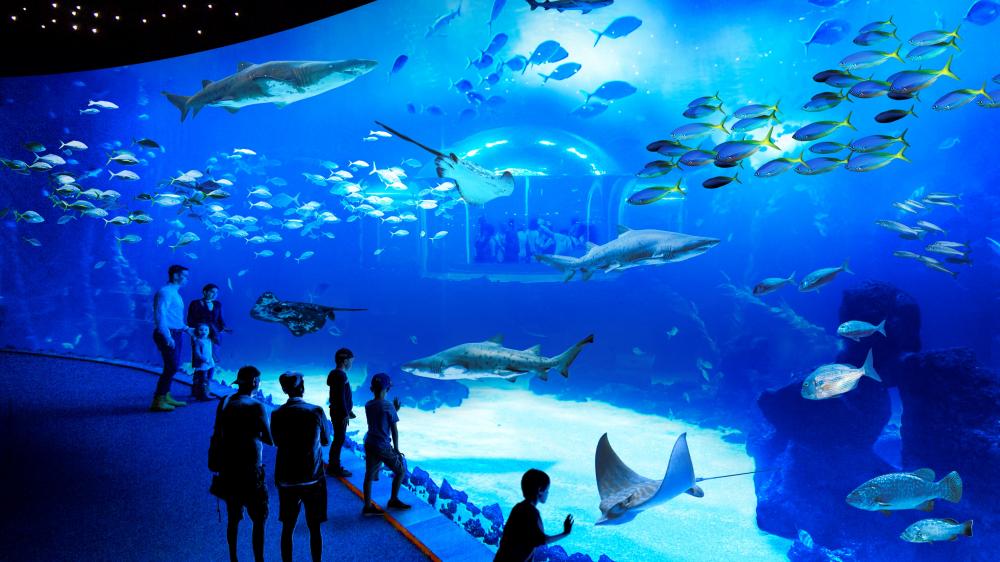 PDM Deepsea (27)