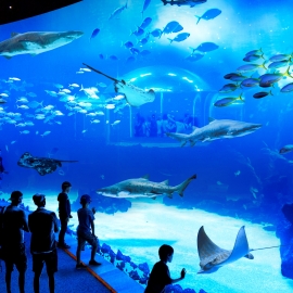 PDM Deepsea (27)